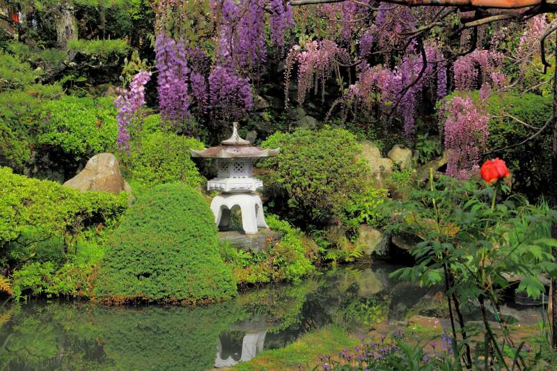 地蔵寺の藤_002.jpg