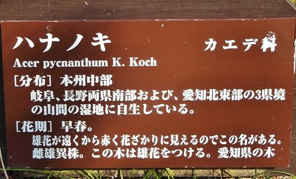 ハナノキ