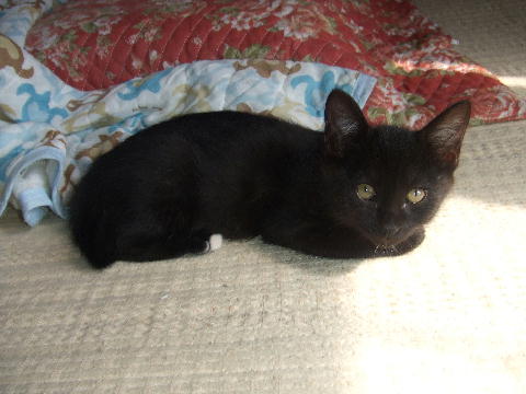 猫６.JPG