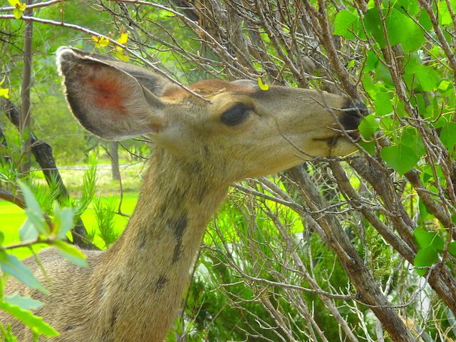 セドナの可愛い鹿たち セドナの陽だまり 楽天ブログ
