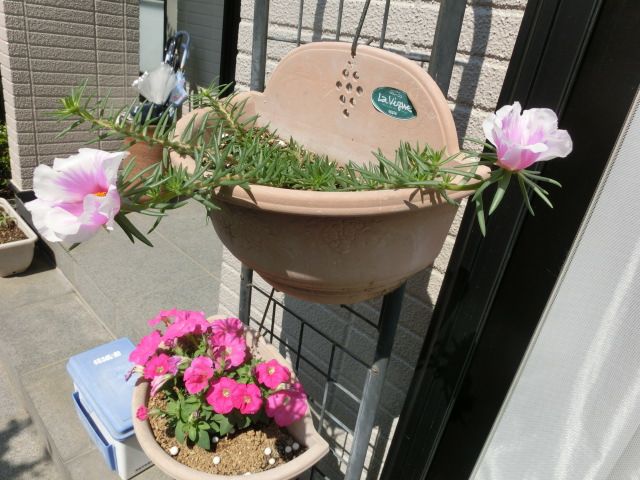 大きなマツバボタン の花が咲きました いしけいからの穏やかな日常と伝えたい思い 楽天ブログ