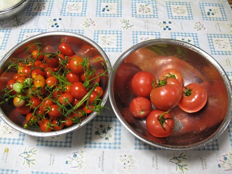 我が家の収穫”トマト”