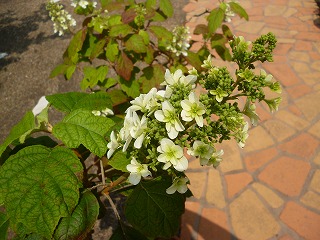 P1190797ss.jpg