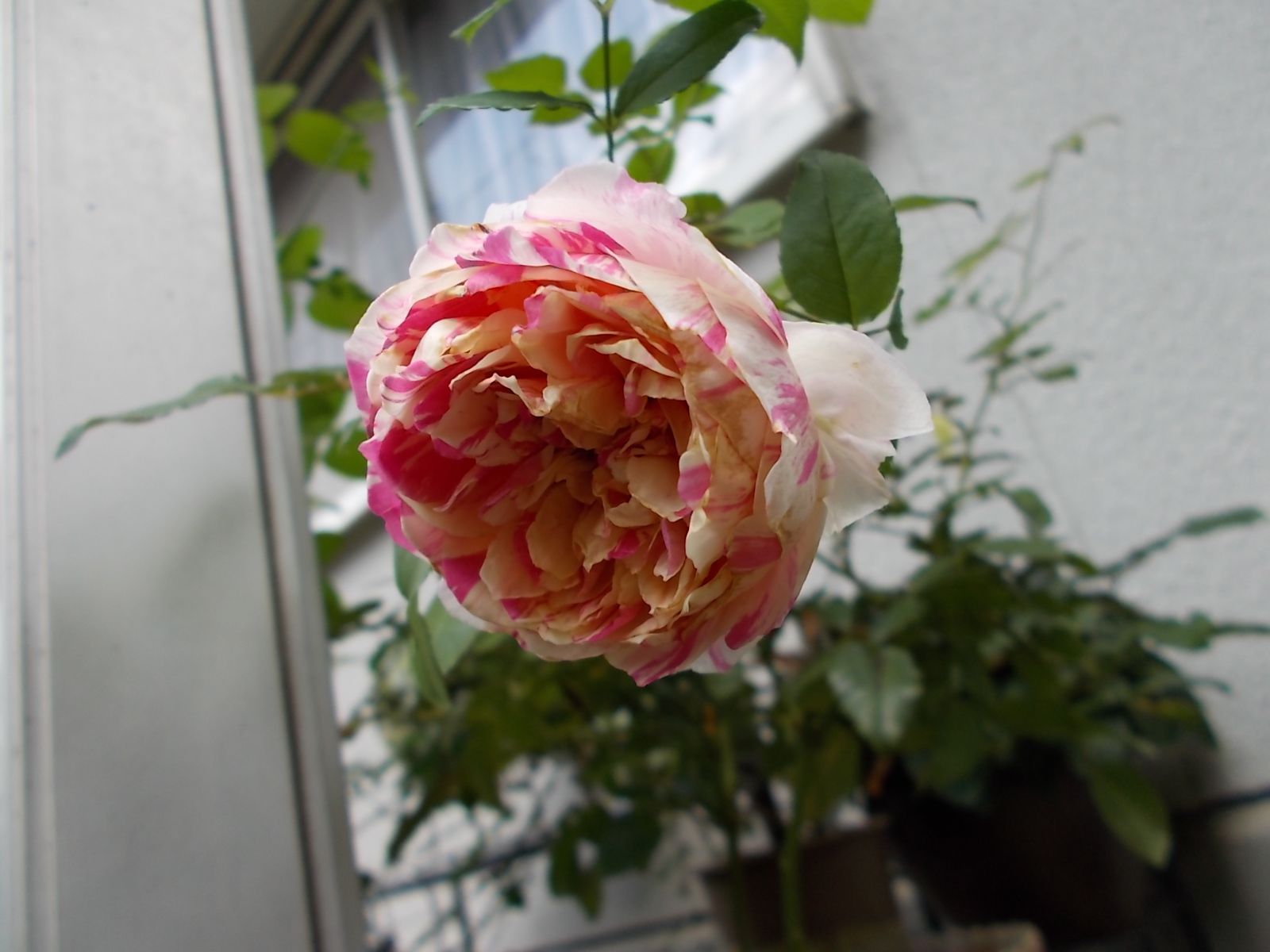 花もちが良いと噂のエドゥアール マネと これから咲くバラ バラを咲かせることが好き 楽天ブログ