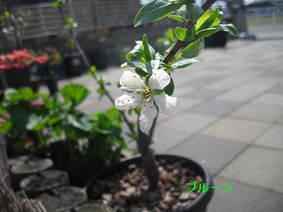 puru-