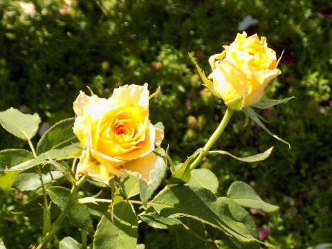 DSCN2185.JPG