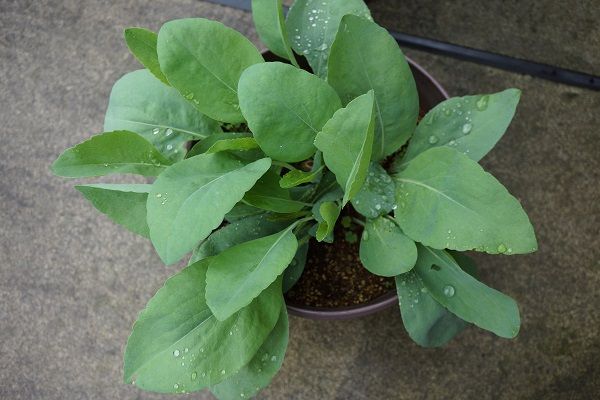 緑が元気ない時にありがたい ルドベキア マキシマ あべいち徒然日記 楽天ブログ