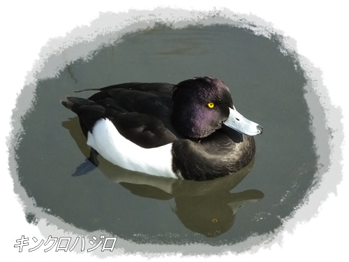 洗足池の野鳥たち