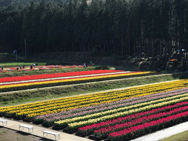 新着記事一覧 湯村温泉とみや 女将ブログ雨季晴好 楽天ブログ