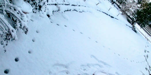 007frdd のコピー.jpg