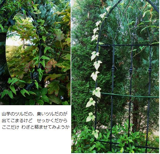 野生のツル.jpg