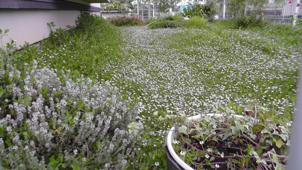 東側の庭の全面を覆ったイワダレソウ（クラピア）