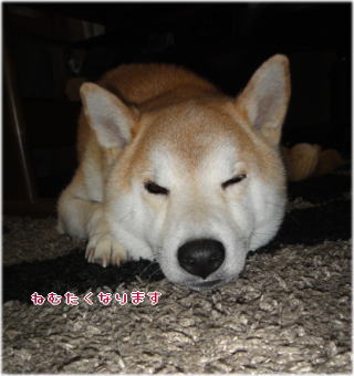 ラグ8.jpg