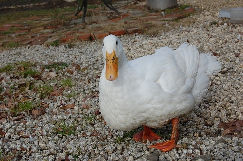 DSC_0034.JPG