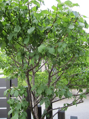 umenoki