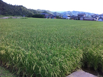 img_991833_46630860_5.jpg