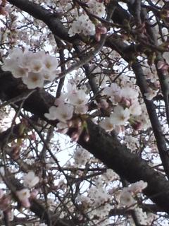 桜DSC_0919.JPG