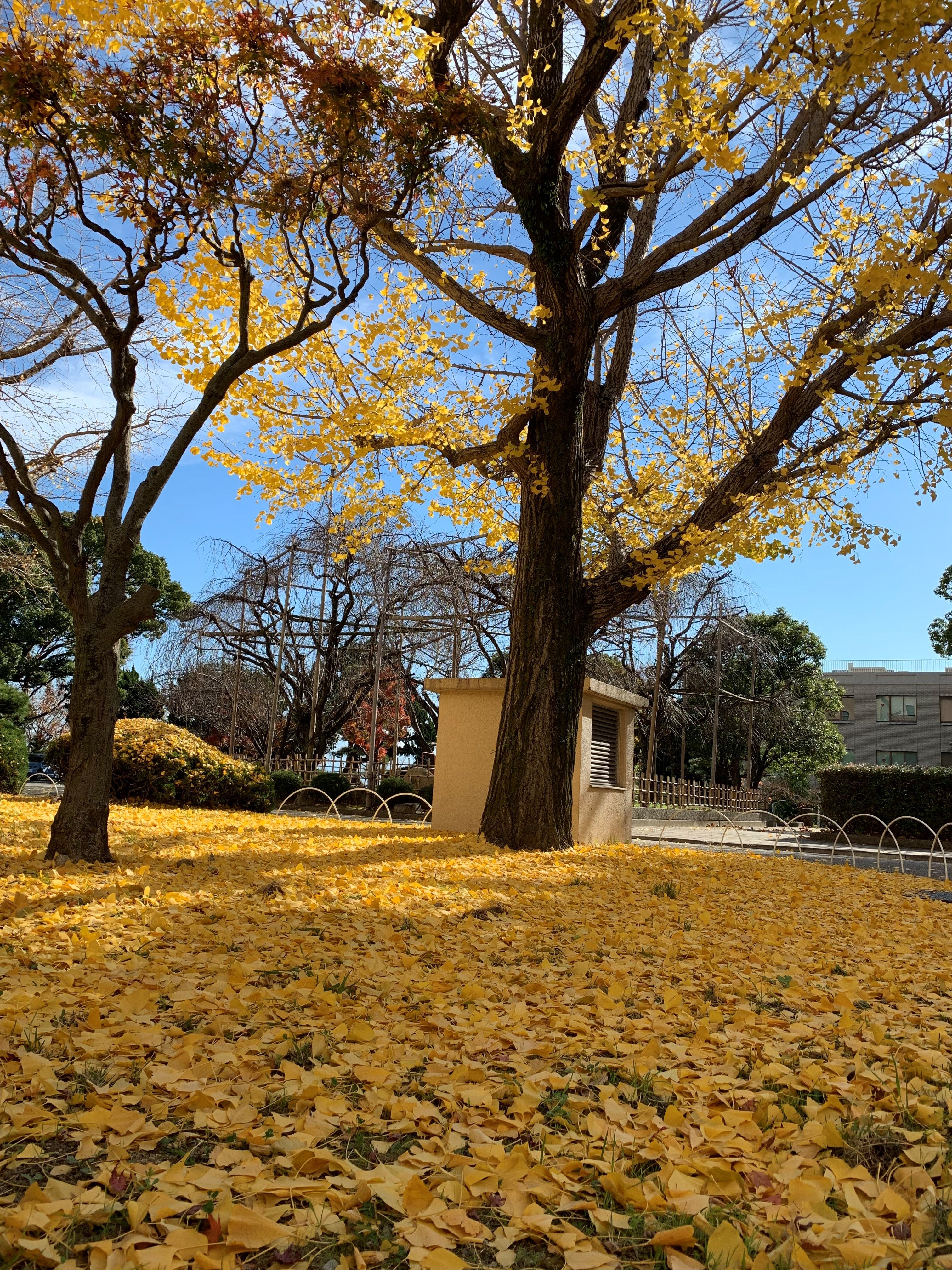 神戸大学の 秋の景色 1級ラジオ体操指導士 当山倫子のブログ 楽天ブログ