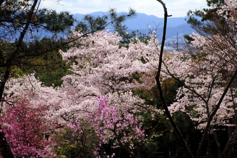 亀山公園_004ミツバツツジとサクラ.jpg