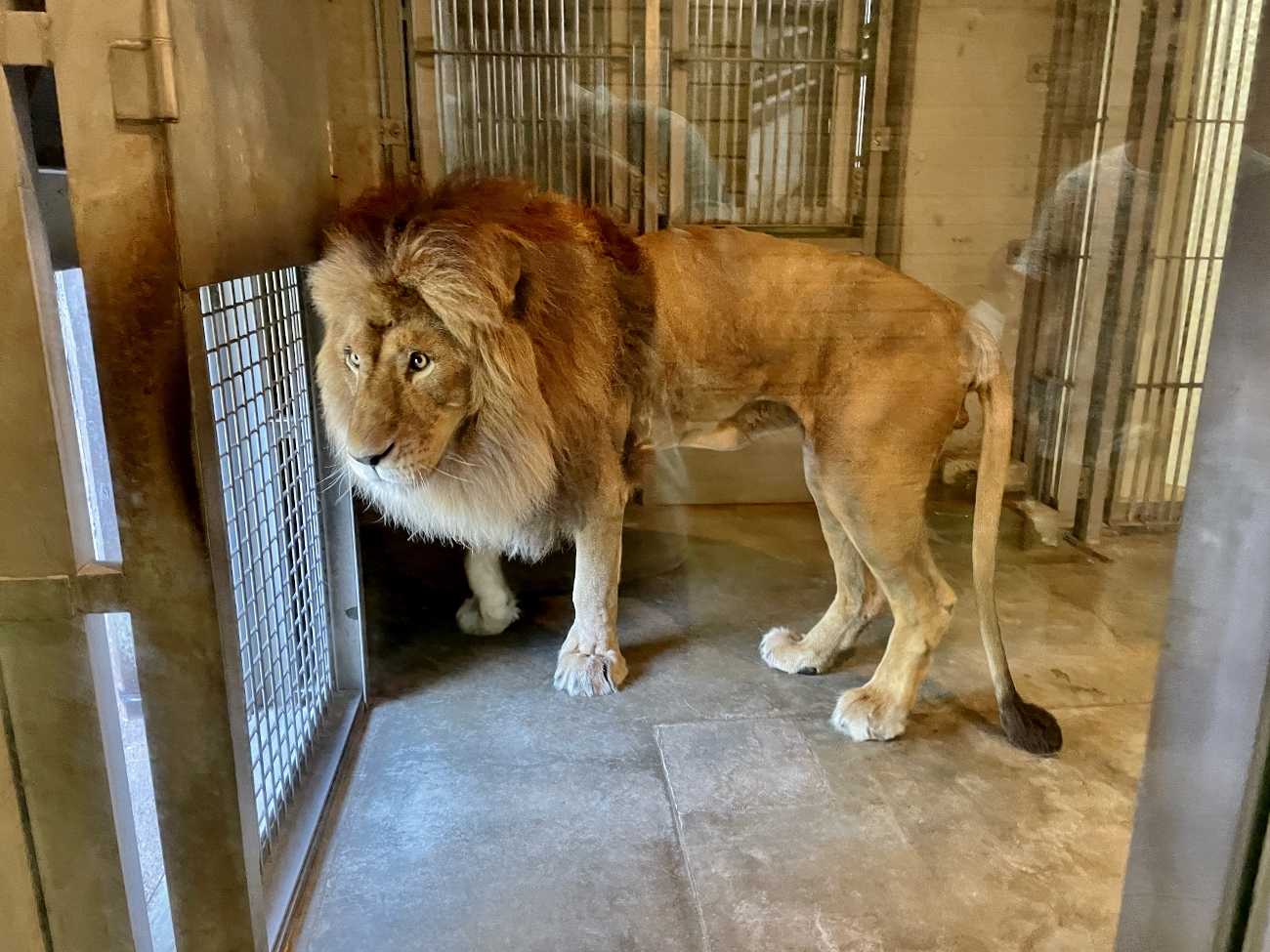 大阪 天王寺動物園 動物園 天王寺 