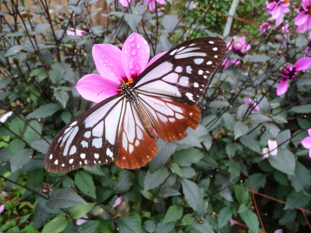 71 チョウチョ