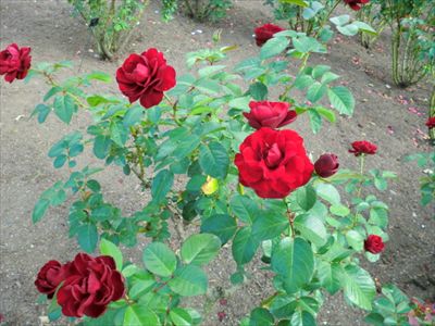 CIMG2929_R.JPG