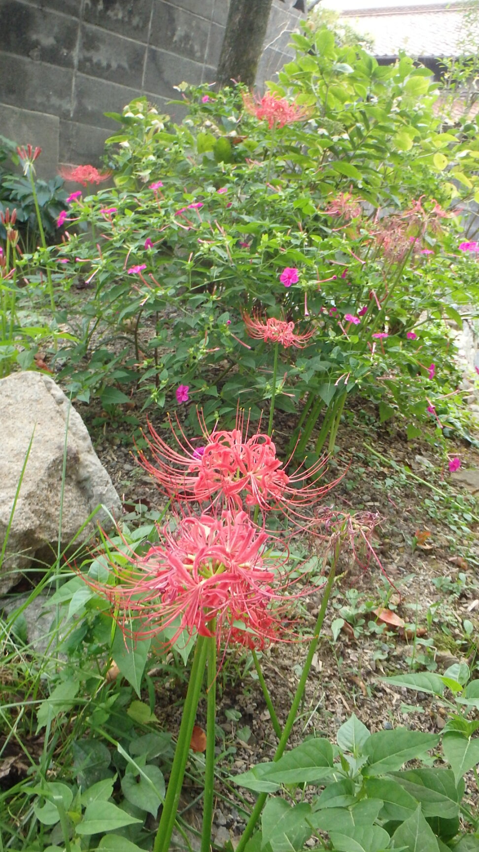 140916彼岸花とオシロイバナ１.jpg