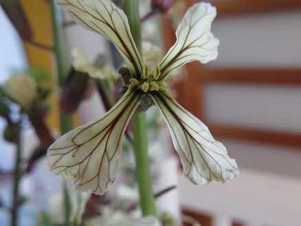 ピンクの雪柳が素敵 ルッコラの花で冷製パスタ 静かな時が流れる 風の庭 楽天ブログ