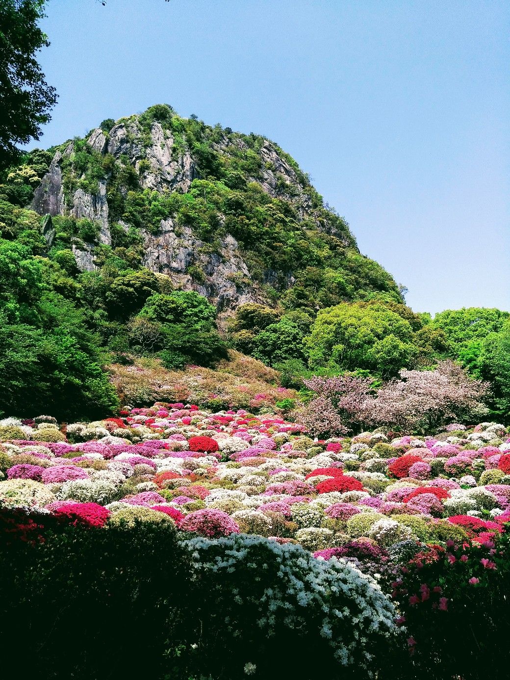 美しき楽園 御船山つつじ 武雄 佐賀 天使と悪魔の蜜の味 楽天ブログ