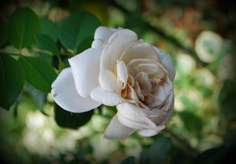 DSC_0008.JPG