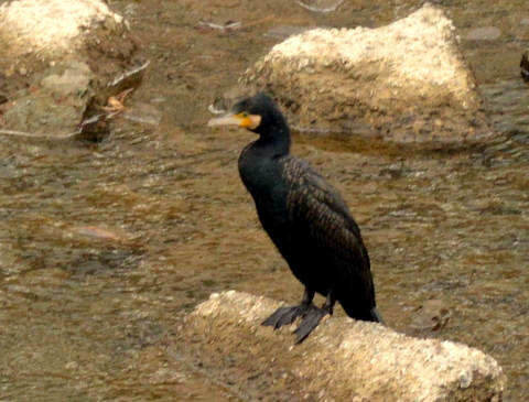 カワウ拡大