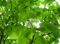 07-01konohana (1).JPG