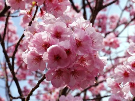 P1060669（桜４）.jpg
