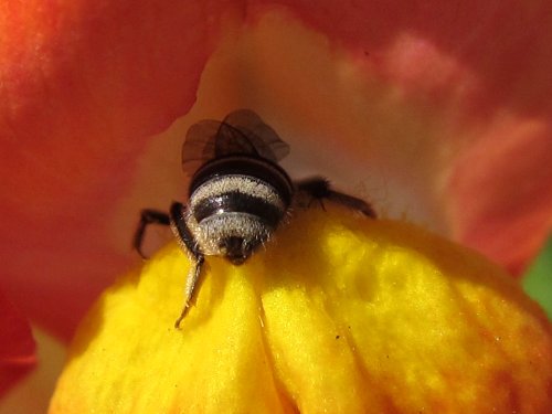 キンギョソウの花にもぐり込むハナバチの一種(5月)