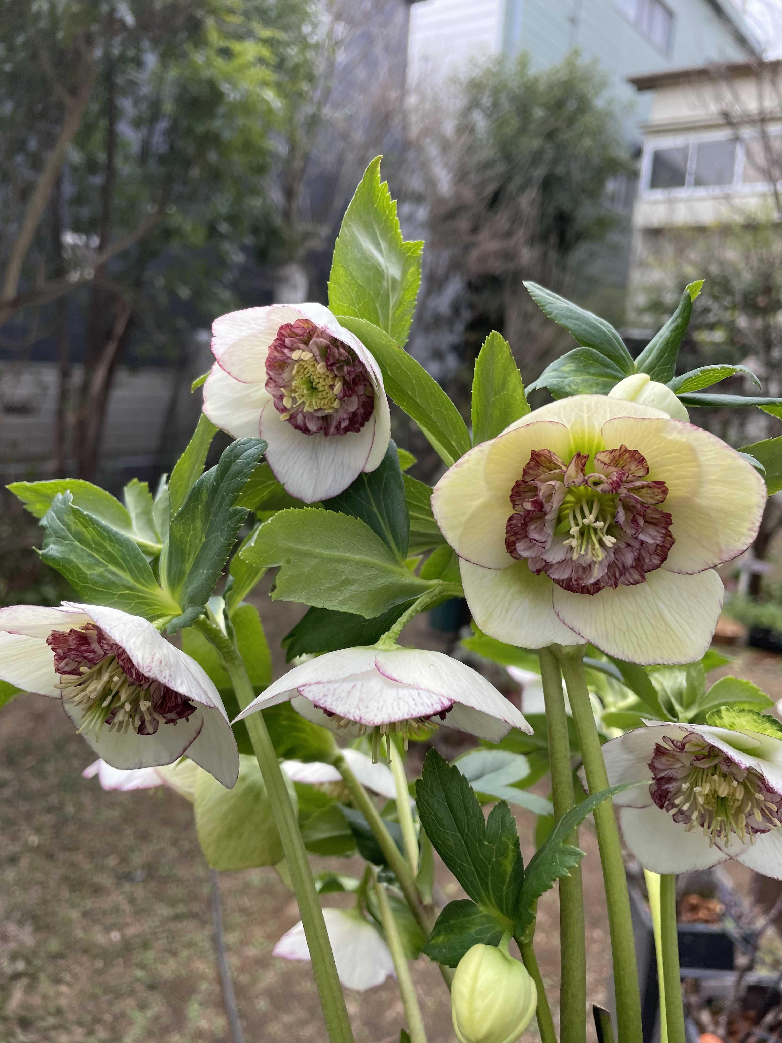 玄関寄せ植えのリメイクと今日のクリスマスローズ | jupiterのシェード