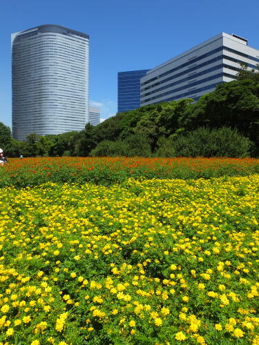 浜離宮恩賜庭園にて