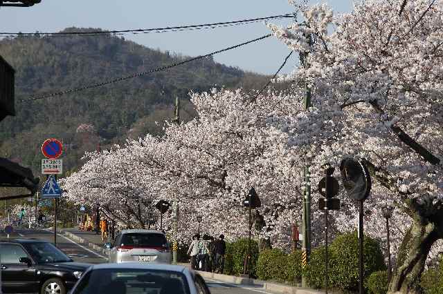 20100405k64000790Cherryblossom.jpg