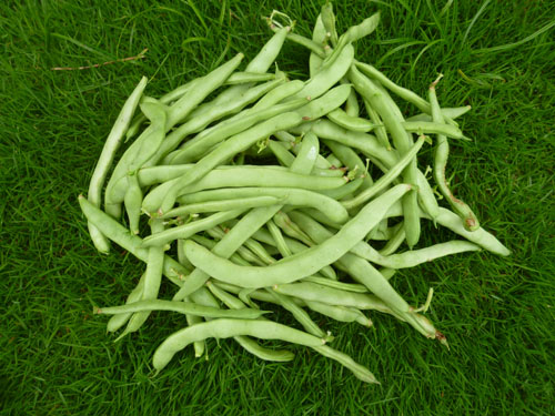 鞘インゲン２.jpg