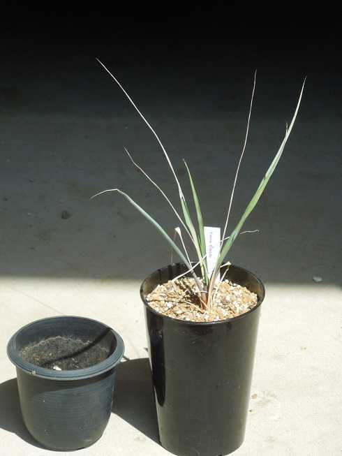 【h20y(^-^)】ユッカ　リギダC 抜き苗 ユッカリギタ 苗 - 植物と雑貨のセレクトショップ・石垣島