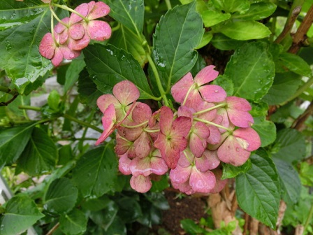 紫陽花のドライ