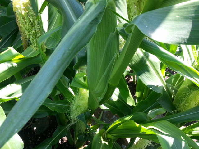 20160618とうもろこし.jpg