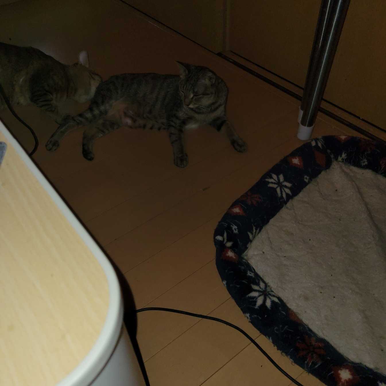 明日はmri 鴨 好き丼 楽天ブログ