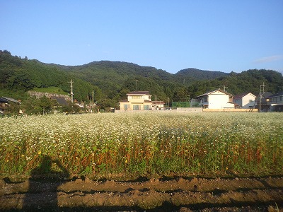 蕎麦の花。