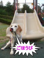 20121005ごほうびは？