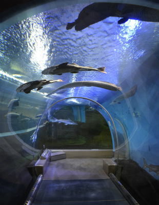 須磨水族館49