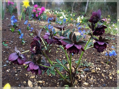 クリスマスローズ