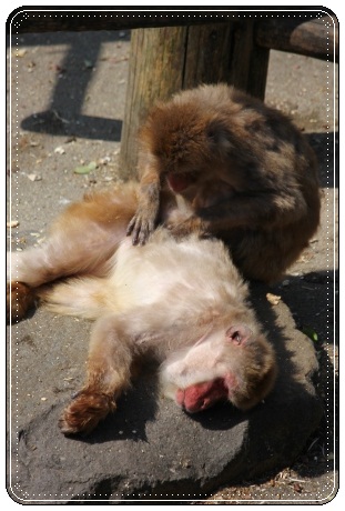 森林公園-20 サル-1 13.3.24