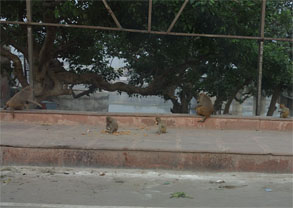 インド293.jpg