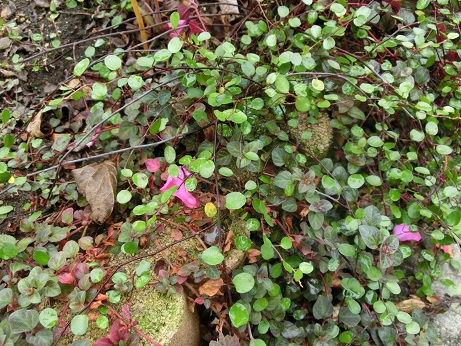 グランドカバー