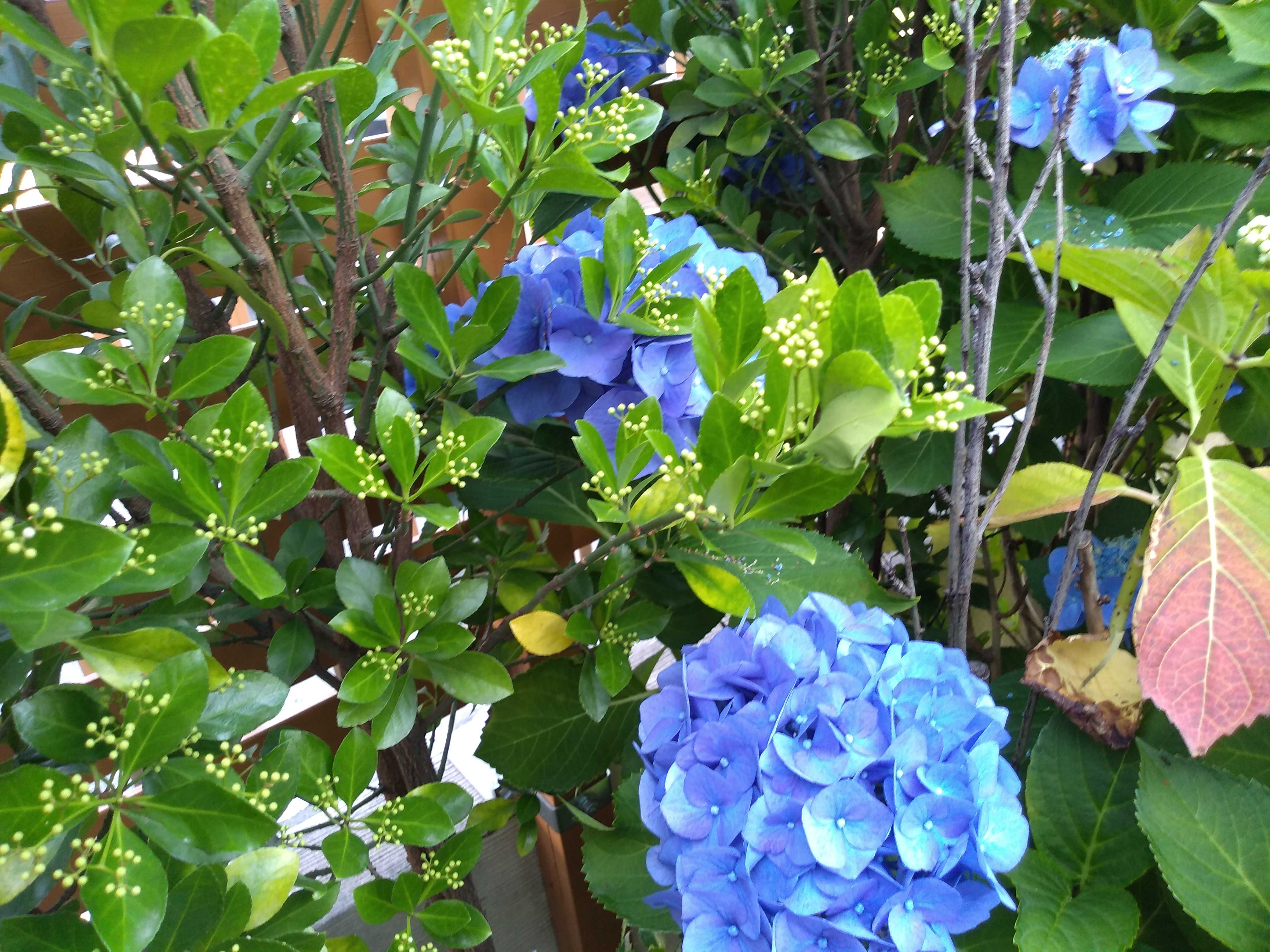 庭の花たち 寄り道しながら万葉集 楽天ブログ